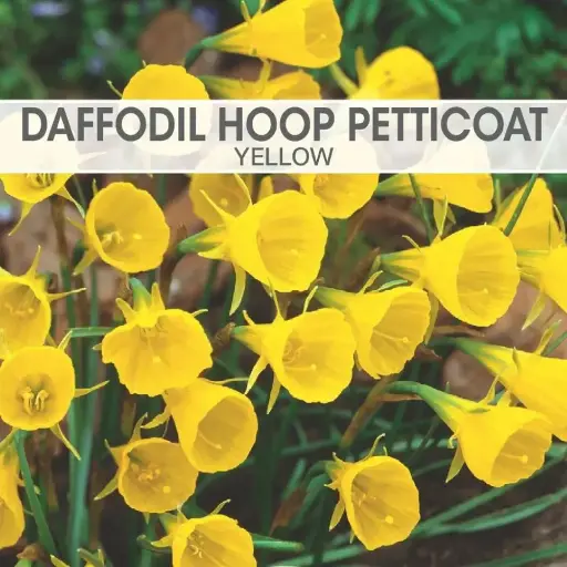 [8905] Daffodil Hoop Petticoat Yellow