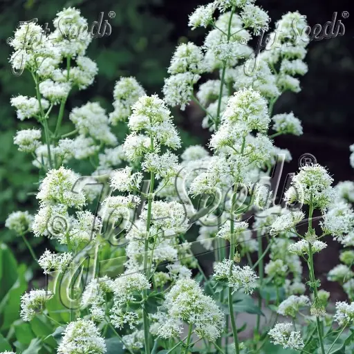 Centranthus ruber Albus 'Snowcloud' - White Valerian