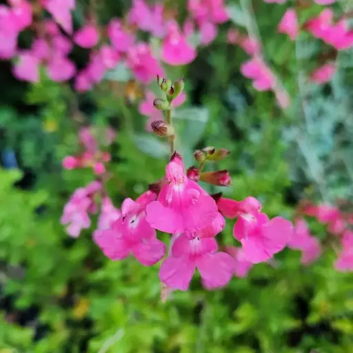 Salvia 'Pink Ribambelle'