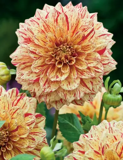 [7996] Freckles Dahlia Bulbs