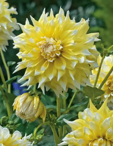 [8107] Giant Lemon Snow Dahlia Bulbs