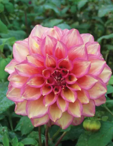 [8840] Juliette Dahlia Bulbs