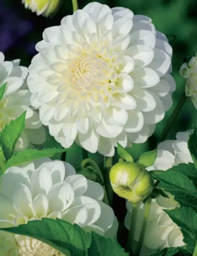 [8015] Snow Princess Dahlia Plant