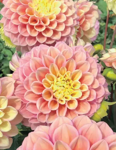 [8071] Sugartown Sunrise Dahlia Bulb