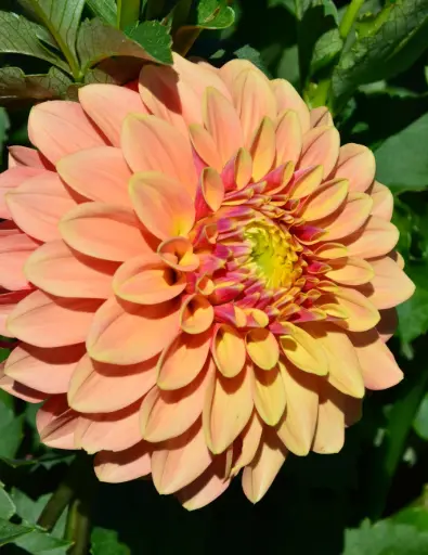 [7975] Sunset Dahlia Bulb