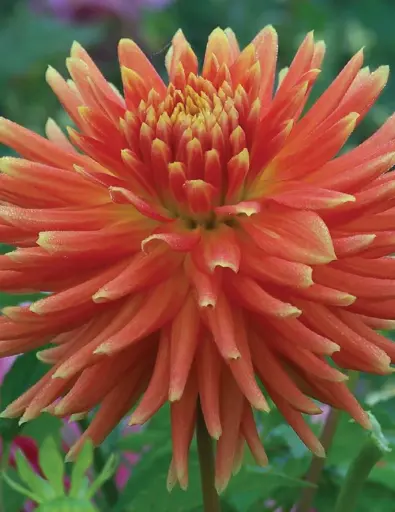 [8171] Tuscany Dahlia Bulbs