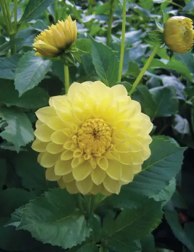 [8934] Yellow Show Dahlia Bulb