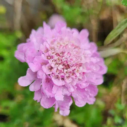 Scabiosa columbaria 'Samantha's Pink'