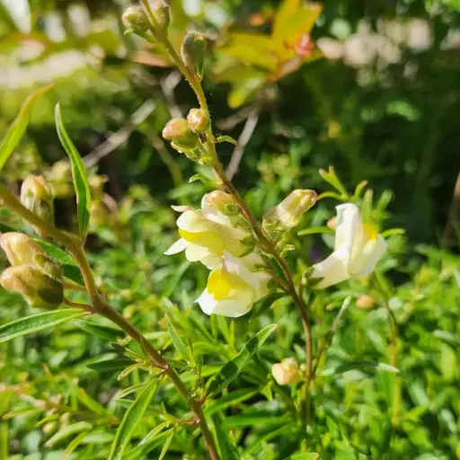[ANTSIC] Antirrhinum siculum - Sicilian Snapdragon