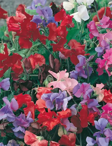 [5059] Sweet Pea - Bijou Mixed Dwarf 