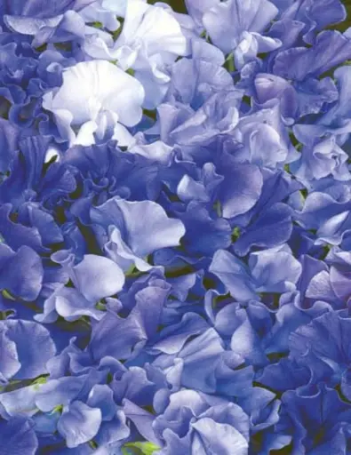 [5799] Sweet Pea - Singing the Blues