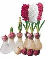 [VBB] Hyacinth Grow Vase - Burgundy