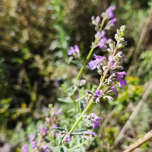 Nepeta 'Otway Towers'